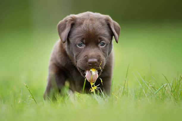 dog frantically eating grass