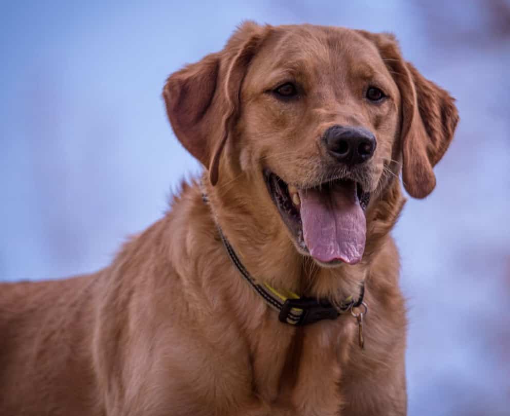 gold lab dog,retriever lab mix.