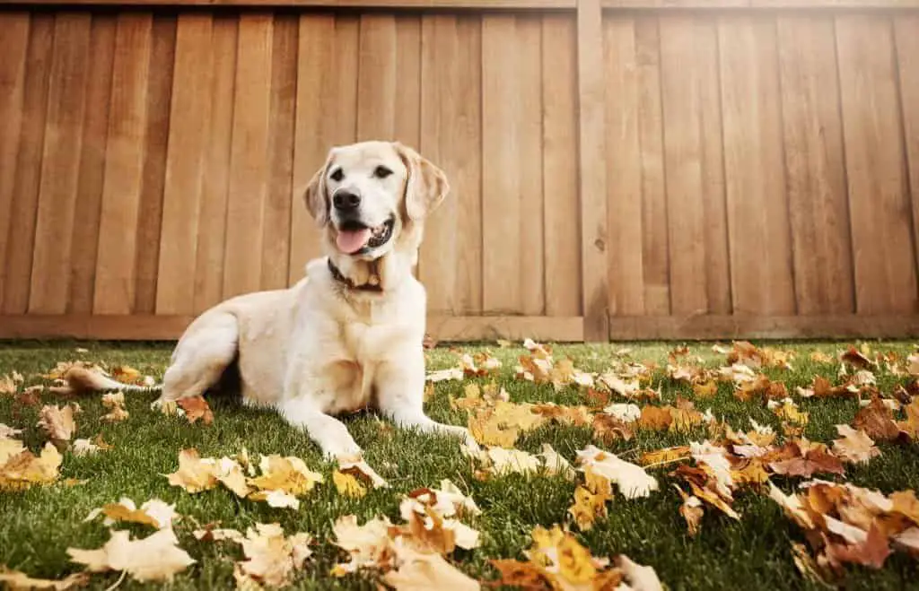 all labrador colors