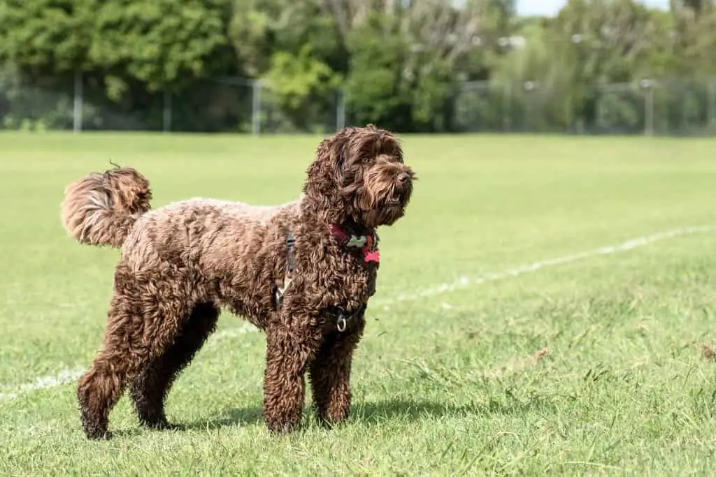 allergy friendly dog; not all labradoodles.