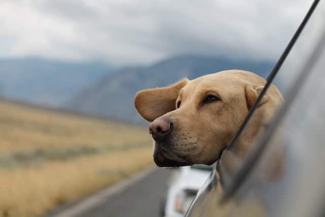 types of labrador