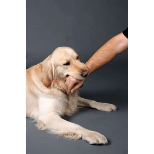 labrador retriever bites