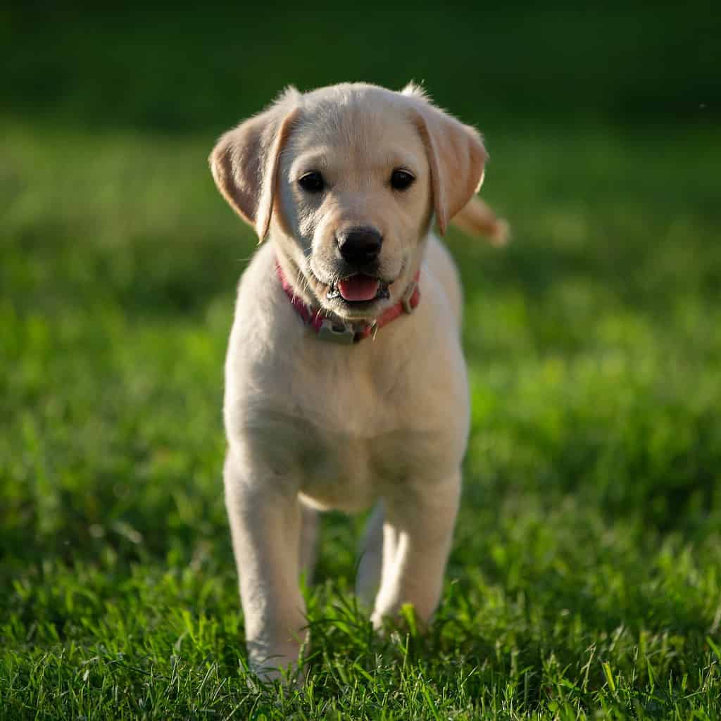 golden retriever lab mix