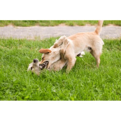 lab puppies biting