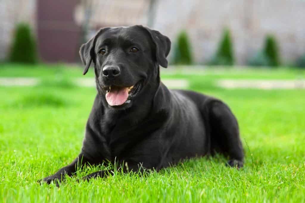 rare labrador colors