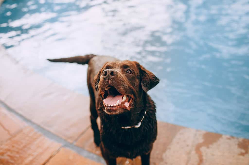 labradors swimming