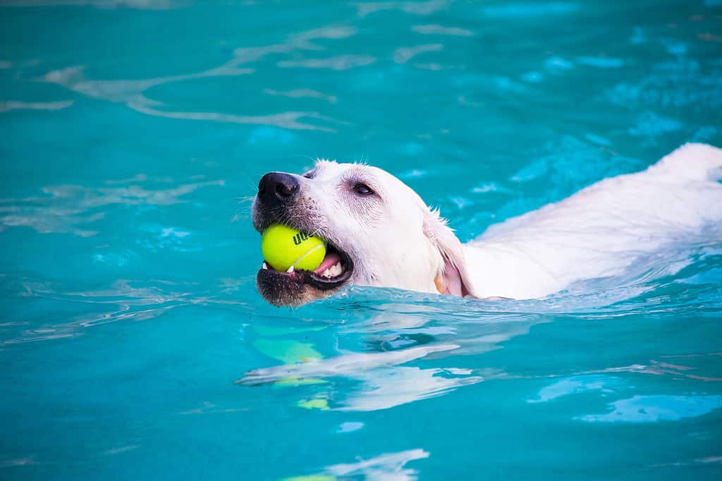 labrador in water