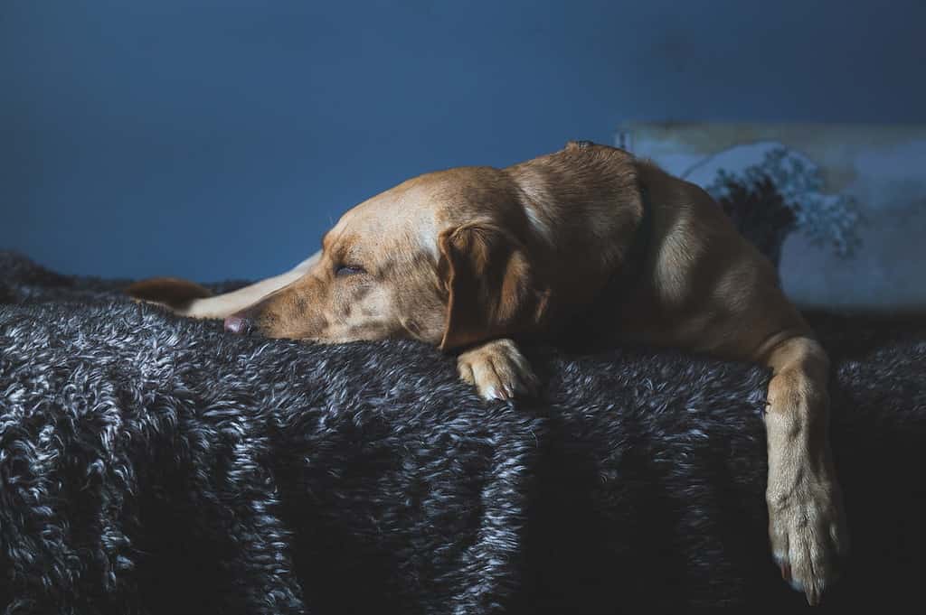 how much sleep do labradors need