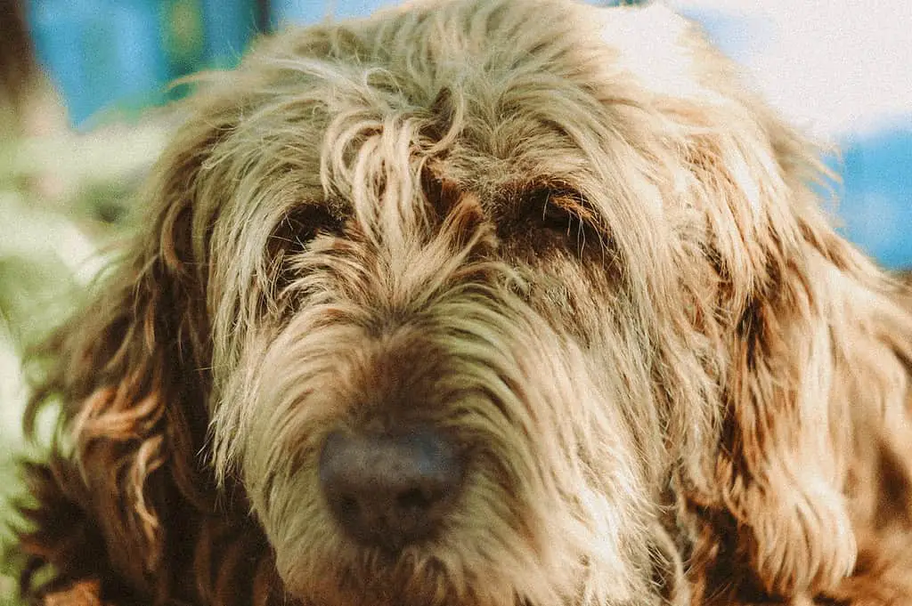 Otterhound dog breed