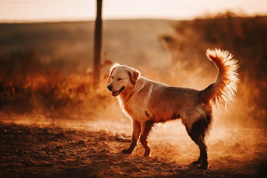 golden retriever grooming