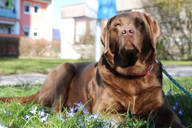 black lab vs chocolate lab