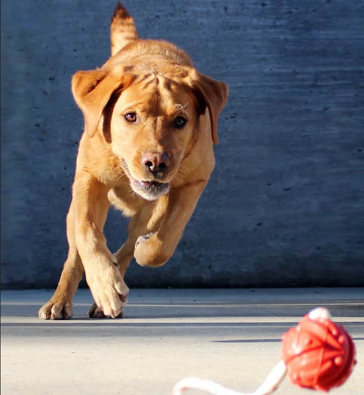 Do labs have webbed feet