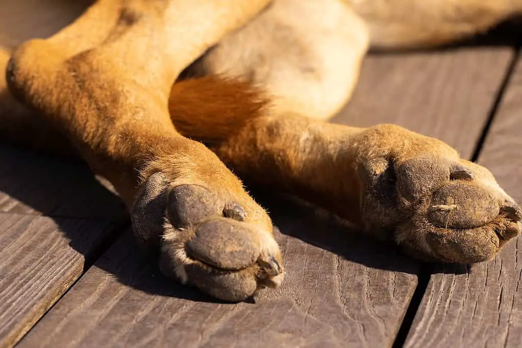 Does labrador retriever have webbed feet