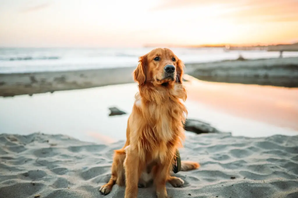 Golden Retriever haircut