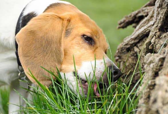 dog eating grass frantically