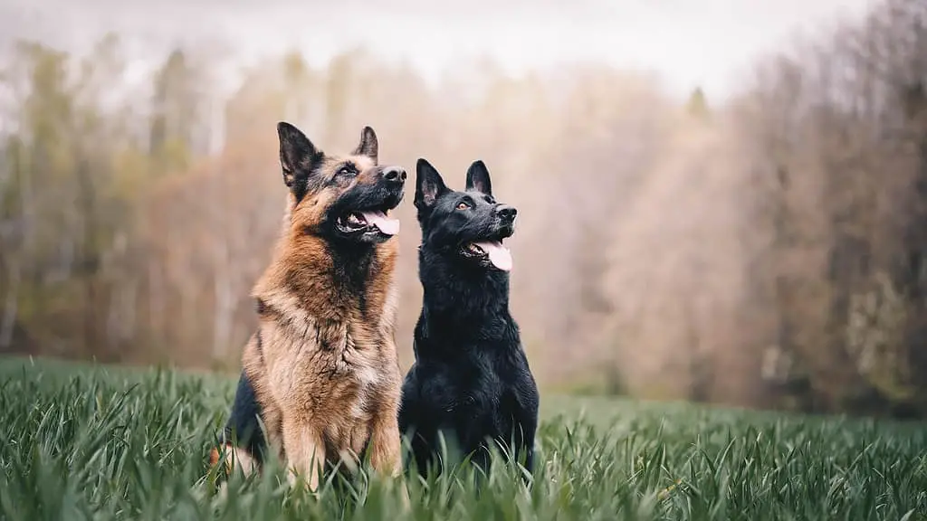 German Shepherd mix; german shepherd lab mix; lab german shepherd mix