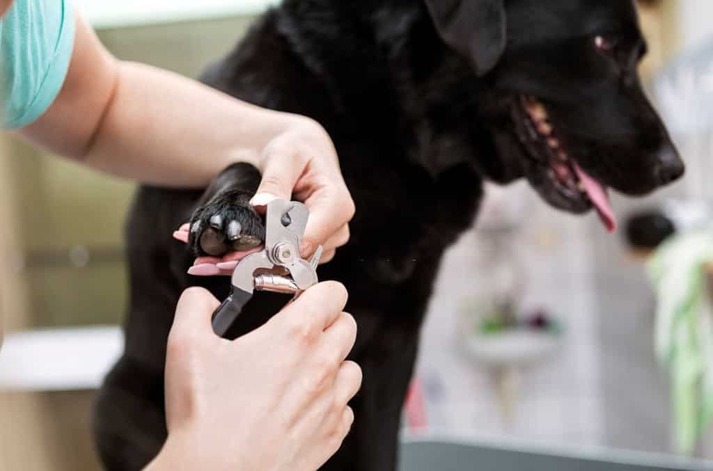 how to groom a labrador