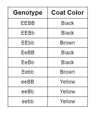 different colors of labs