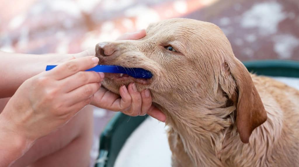 labrador retriever grooming