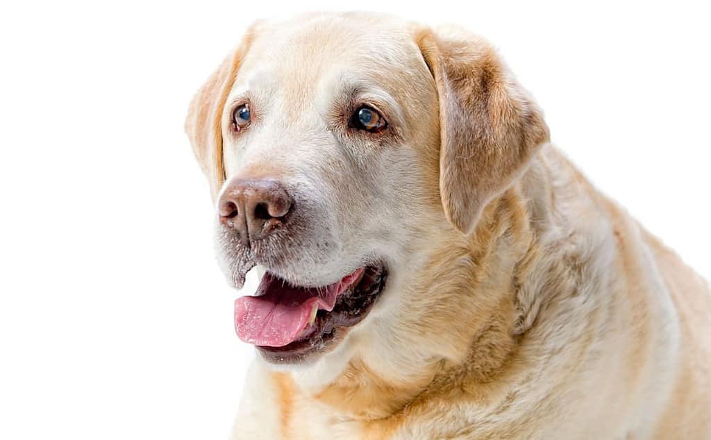 arthritis in labradors