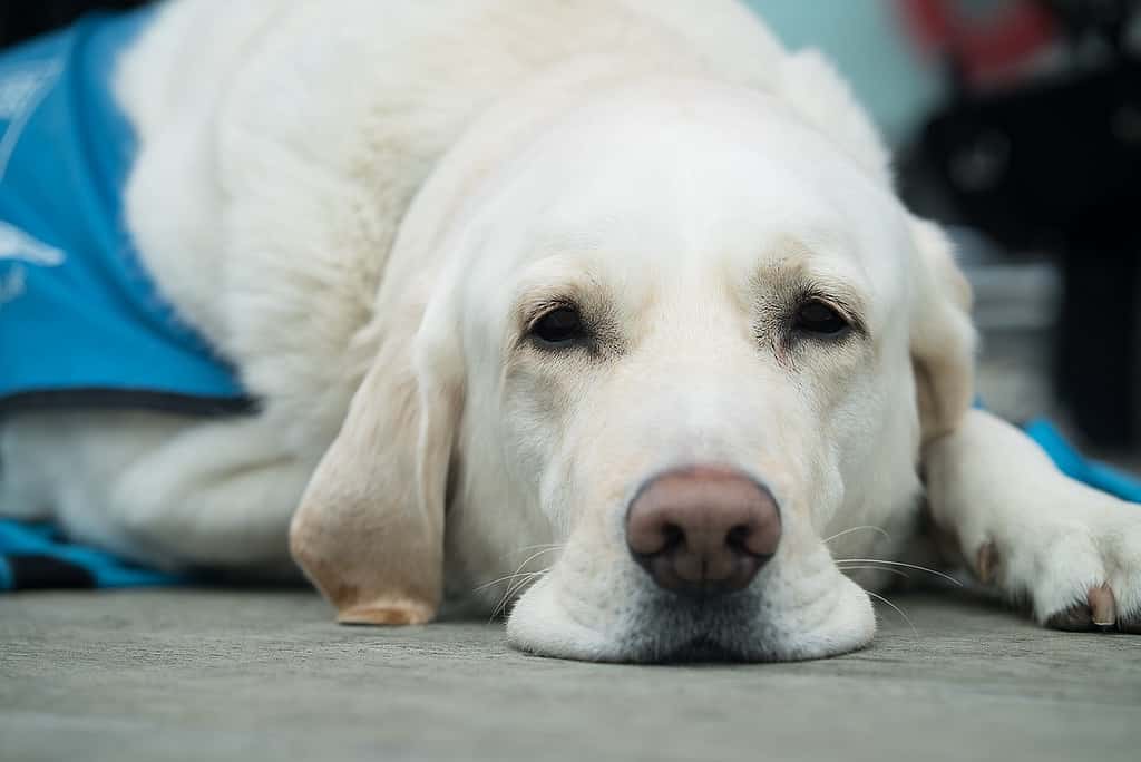 grooming a labrador retriever