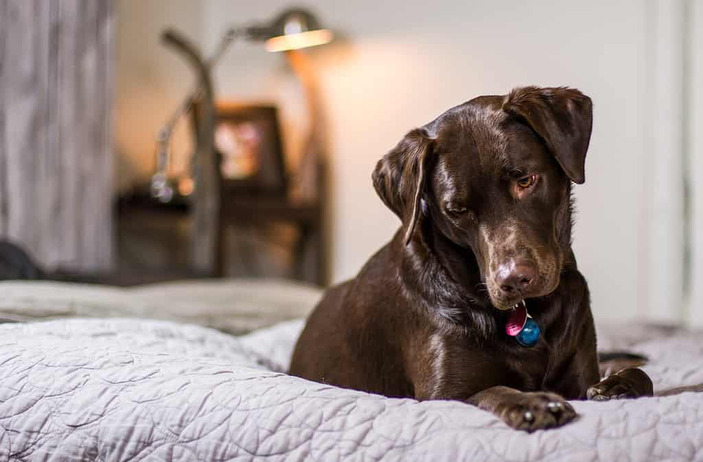 black lab grooming