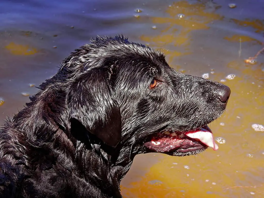 do labs like water