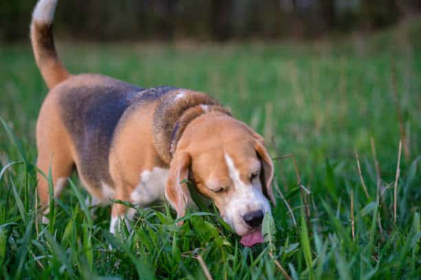 is it normal for my dog to eat grass?