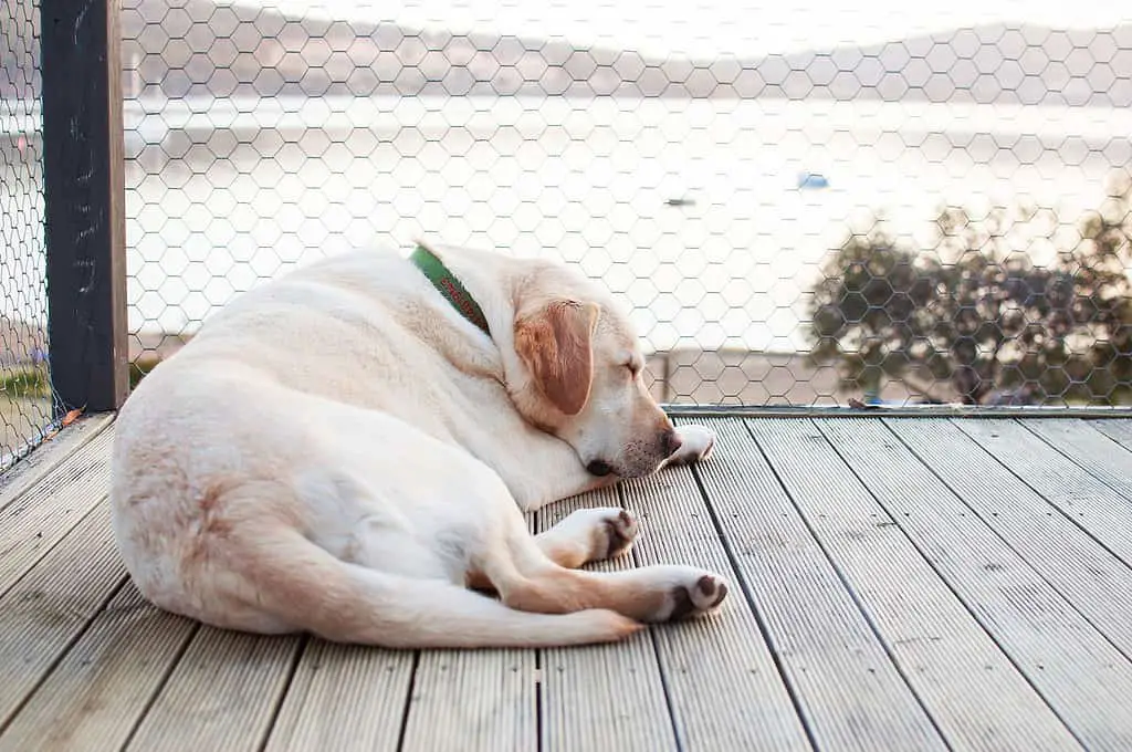 labrador sleeping