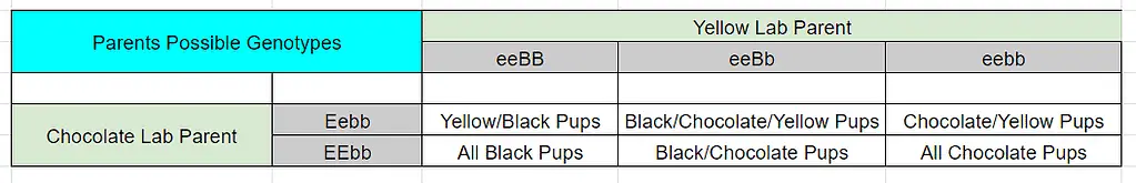 different colors of labradors