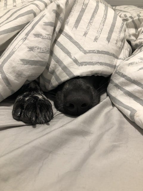  dog sleeps under bed