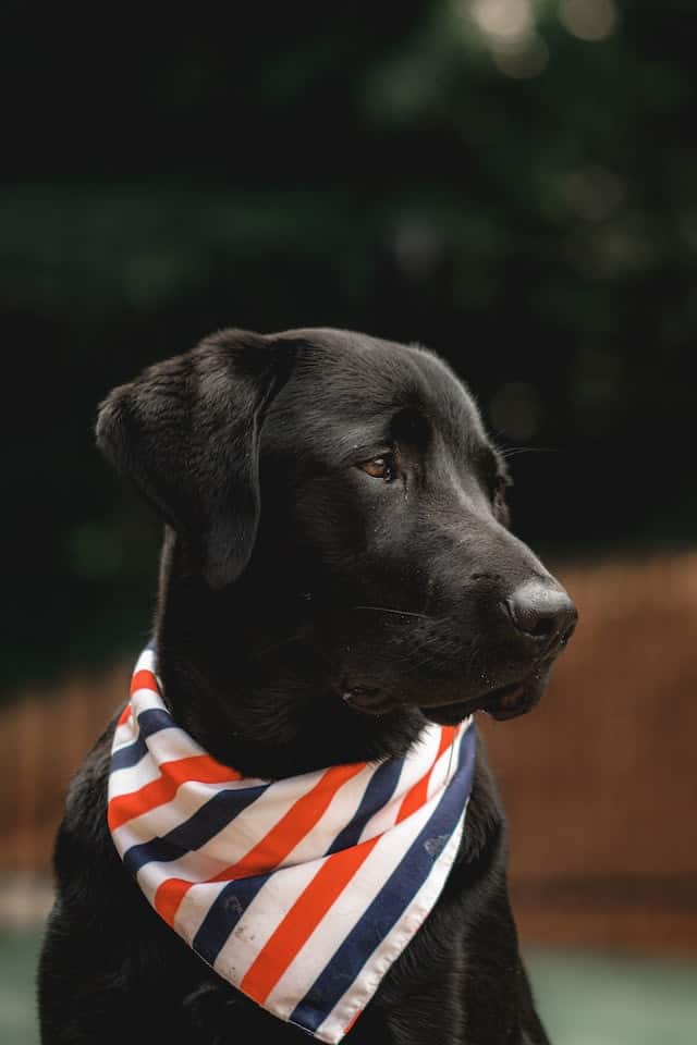 canine intelligence; are black labrador retrievers smarter?