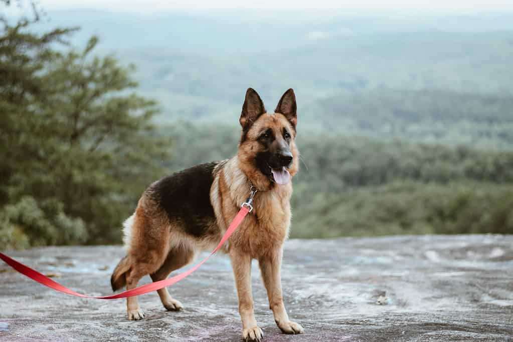 Male German shepherds; adult dog; family pet; protective nature