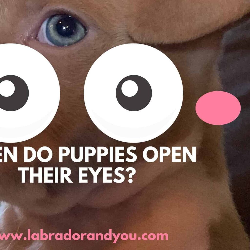When do puppies open their eyes?