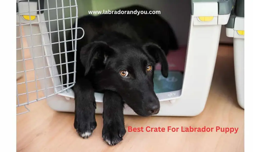 Best Crate For Labrador Puppy