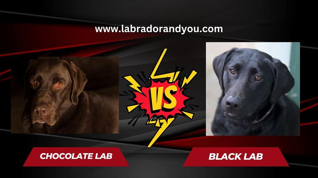 Chocolate lab vs Black lab