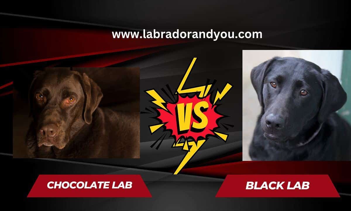 Chocolate Lab vs Black Lab Which One Is For You?