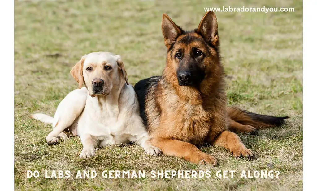 Do Labs and German Shepherds Get Along?