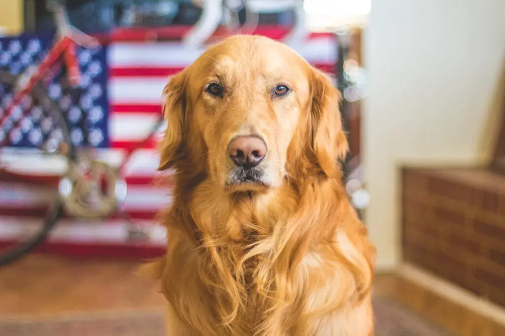 Haircuts for golden retrievers 