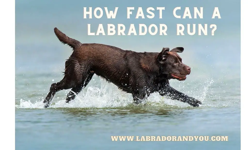 How Fast Can A Labrador Run