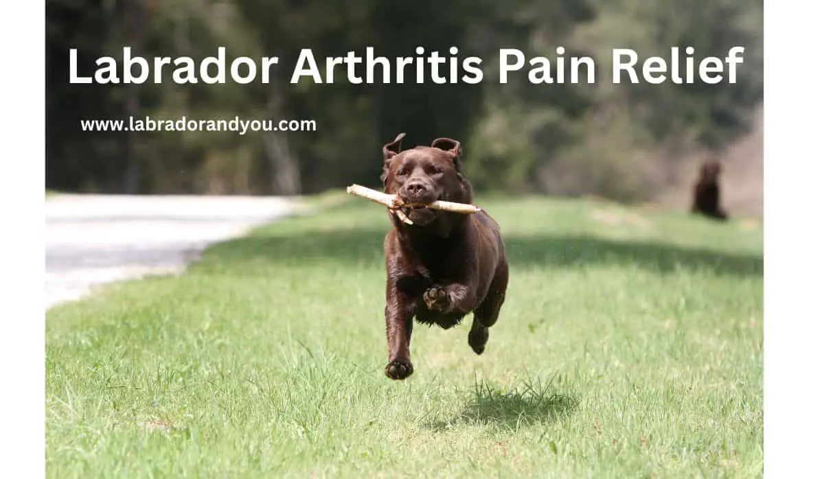 How To Ease Labrador Arthritis Care, Causes & Remedy