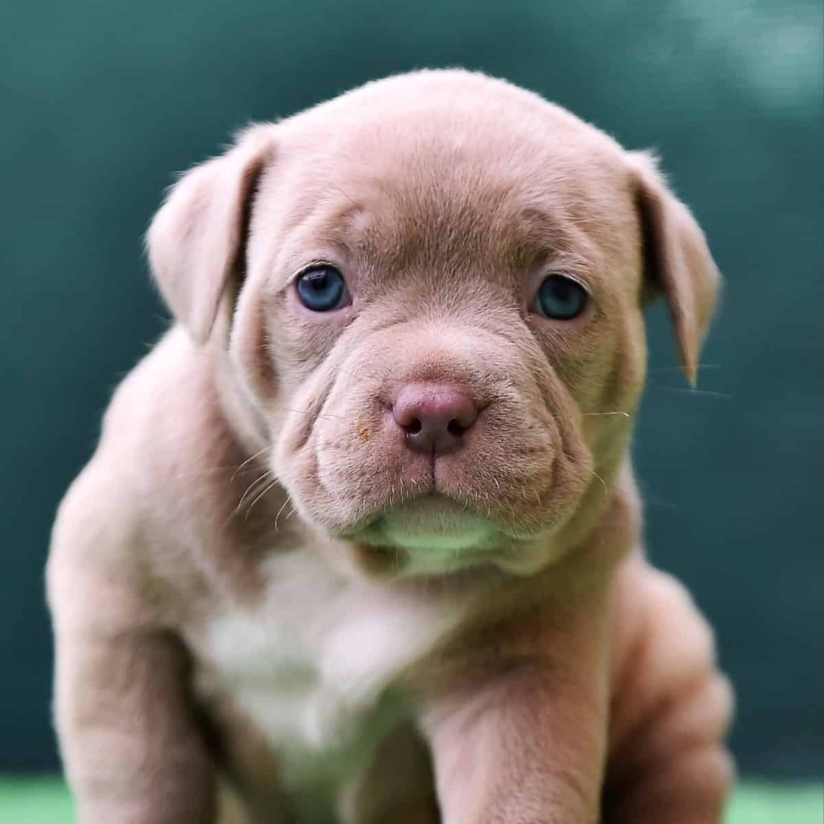 Lab Pitbull Mix: Authentic Expert Review Of The Labrabull