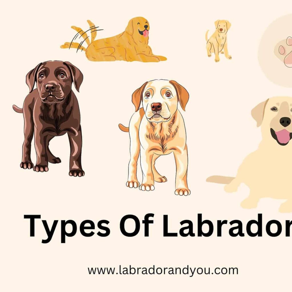 Types Of Labradors