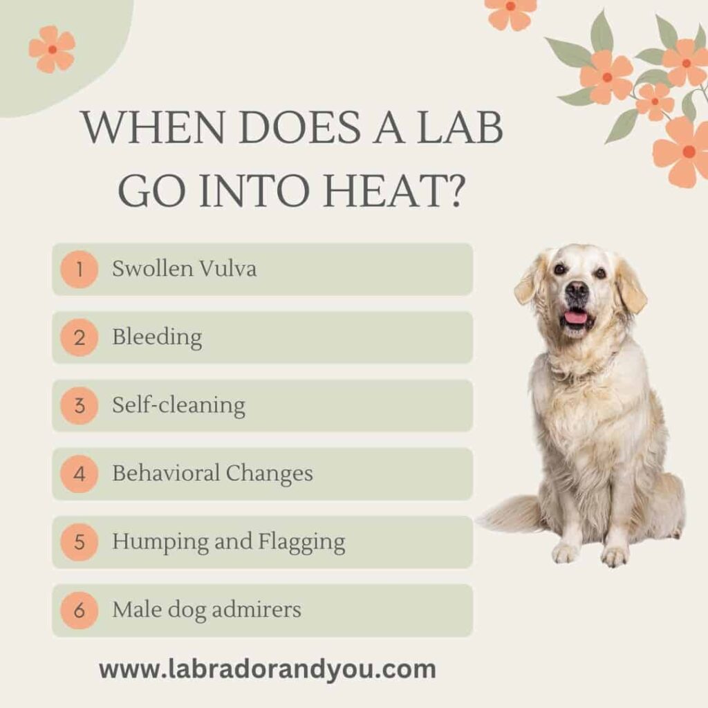 when do labs go in heat