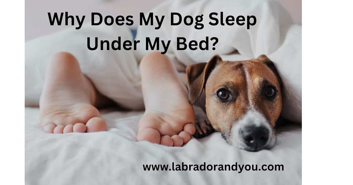 Why Does My Dog Sleep Under My Bed? (8 Reasons)