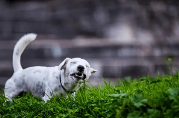 Why Is My Dog Eating Grass Like Crazy