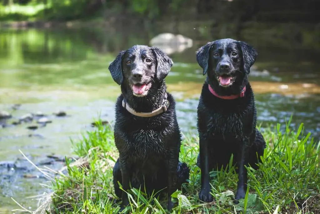 black lab