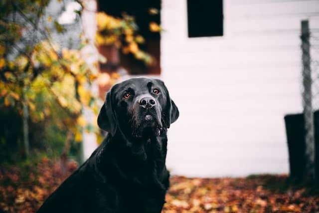 color of labs