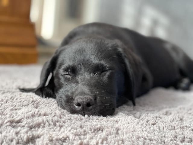 yellow lab has same personality traits as a black lab