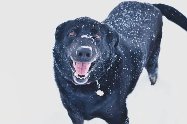 black labrador retriever; most intelligent dog breeds